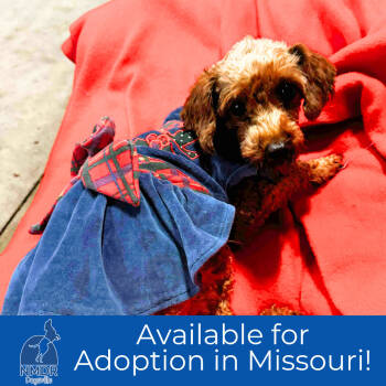 Rescue Poodle Dogs for Adoption in Peyton, Colorado - Razzle - Missouri (N25-195) | PetCurious