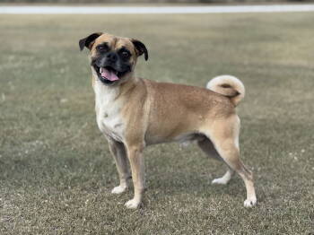 Rescue Pug Dogs for Adoption in Helotes, Texas - Forest | PetCurious
