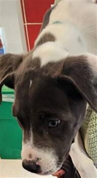 Pit Bull Terrier Dogs Available for Adoption in Plano, Texas - Totoro A217990 | PetCurious