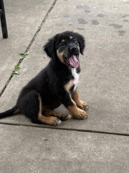 Rowan -  Australian Shepherd and Hound Dog for Adoption in South Bend, Indiana - Rowan | PetCurious