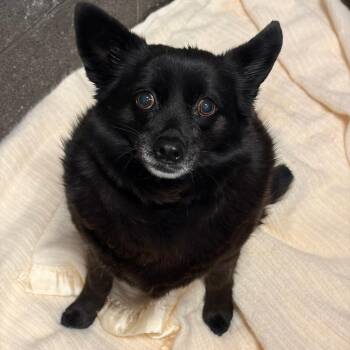 Mixed Breed Dogs Available for Adoption in Show Low, Arizona - Luna | PetCurious