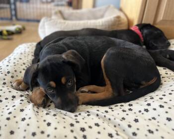Bulleit fka Bully -  Labrador Retriever and Rottweiler Dog for Adoption in Lafayette, Colorado - Bulleit Fka Bully | PetCurious
