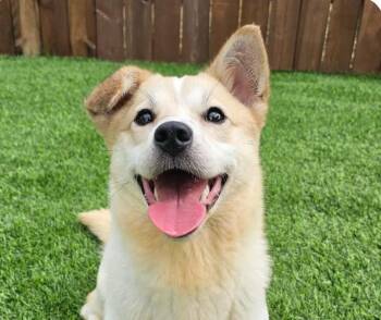 Tofu -  Corgi and Jindo Dog for Adoption in San Ramon, California - Tofu | PetCurious