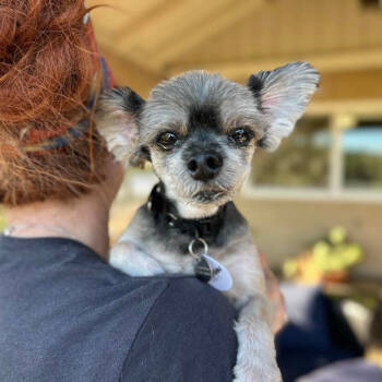 Rescue Pomeranian Dogs for Adoption in Ramona, California - Samson | PetCurious