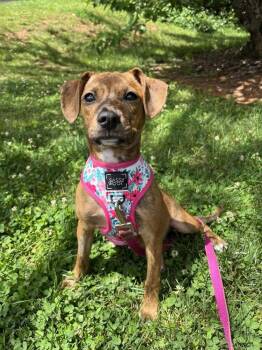 Terrier Dogs Available for Adoption in Candler, North Carolina - Jane | PetCurious