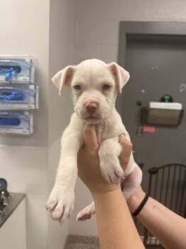 Rescue Terrier and Mixed Breed Dogs for Adoption in Gastonia, North Carolina - 59839923 | PetCurious