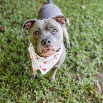 Cobalt -  Pit Bull Terrier Dog for Adoption in Newborn, Georgia - Cobalt | PetCurious