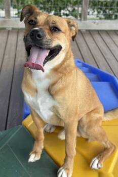 Rescue Labrador Retriever and Terrier Dogs for Adoption in San Antonio, Texas - Scobey | PetCurious