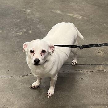 Kiko -  Chihuahua Dog for Adoption in Tampa, Florida - Kiko | PetCurious