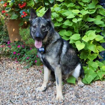 Popeye -  German Shepherd Dog Dog for Adoption in Wake Forest, North Carolina - Popeye | PetCurious
