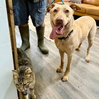 Sadey Is Pure Sweetness -  Labrador Retriever and German Shepherd Dog Dog for Adoption in Friendswood, Texas - Sadey Is Pure Sweetness | PetCurious