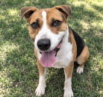 Steven -  Pit Bull Terrier and Coonhound Treeing Walker Dog for Adoption in Austin, Texas - Steven | PetCurious