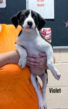 Violet -  Labrador Retriever and English Pointer Dog for Adoption in Clearfield, Kentucky - Violet | PetCurious