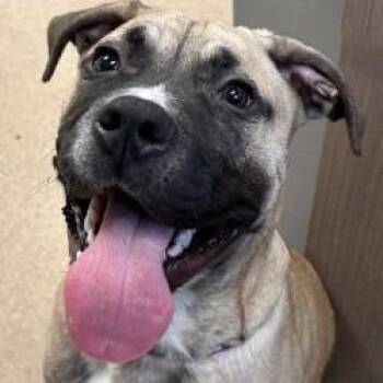 Mastiff and Mixed Breed Dogs Available for Adoption in Brenham, Texas - Thor | PetCurious