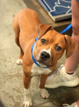 Rescue Pit Bull Terrier and Mixed Breed Dogs for Adoption in Bowling Green, Kentucky - Juju | PetCurious