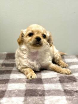 DAVE -  Poodle Dog for Adoption in Beaumont, California - DAVE | PetCurious