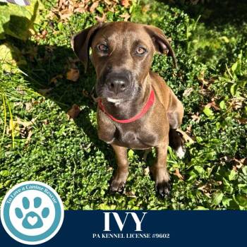 Labrador Retriever Dogs Available for Adoption in Kimberton, Pennsylvania - Ivy (Rustic Roots) 101125 | PetCurious