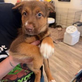 Shepherd and Australian Cattle Dog Blue Heeler Dogs Available for Adoption in Agua Dulce, California - Bosco | PetCurious