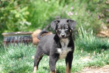 Collie and Cattle Dog Dogs Available for Adoption in Salt Lake City, Utah - Grizzy | PetCurious
