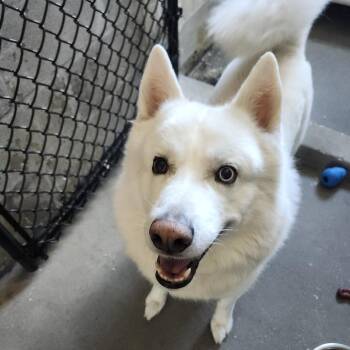 Lazarus -  Husky and Pomeranian Dog for Adoption in Tampa, Florida - Lazarus | PetCurious