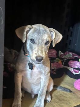 Saint -  Labrador Retriever Dog for Adoption - Saint | PetCurious