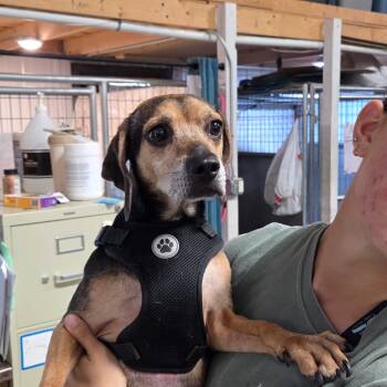 Arlo -  Mixed Breed Dog for Adoption in Bismarck, North Dakota - Arlo | PetCurious