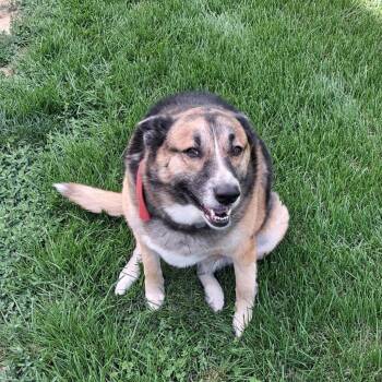 German Shepherd Dog and Husky Dogs Available for Adoption in Columbia, Illinois - Torvi | PetCurious