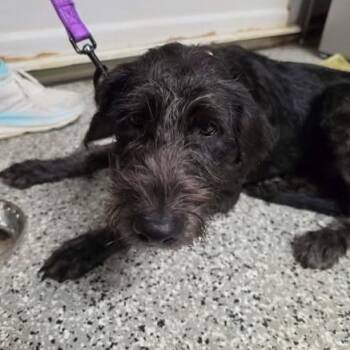 Rooster -  Terrier Dog for Adoption in Fredericksburg, Virginia - Rooster | PetCurious