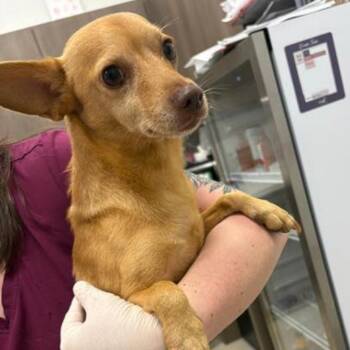 Luis -  Chihuahua Dog for Adoption in Houston, Texas - Luis | PetCurious