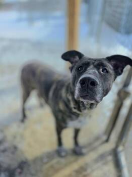 German Shepherd Dog and Mixed Breed Dogs Available for Adoption - Michelle | PetCurious