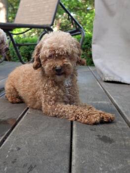 Gretal -  Poodle Dog for Adoption in Tenafly, New Jersey - Gretal | PetCurious