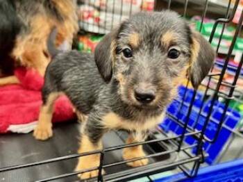 Rescue Yorkshire Terrier and Dachshund Dogs for Adoption in Ladson, South Carolina - Hudson | PetCurious
