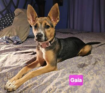 Rescue Rat Terrier and German Shepherd Dog Dogs for Adoption in Greeneville, Tennessee - Gaia (4mo PUPPY) | PetCurious