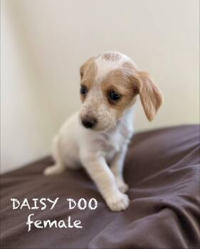 Daisy doo -  Terrier Dog for Adoption in Sonora, California - Daisy Doo | PetCurious