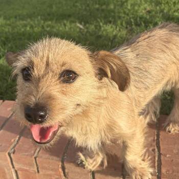 Muffy -  Border Terrier and Mixed Breed Dog for Adoption in Midland, Texas - Muffy | PetCurious