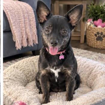 Xena -  Chihuahua Dog for Adoption in Baton Rouge, Louisiana - Xena | PetCurious