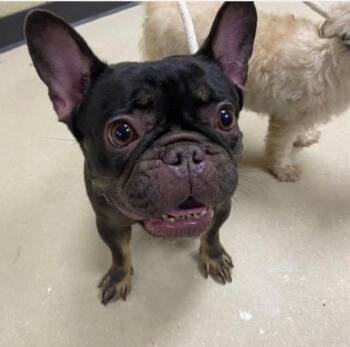 Meggie -  French Bulldog Dog for Adoption in North Freedom, Wisconsin - Meggie | PetCurious