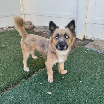 Star -  Corgi and Australian Shepherd Dog for Adoption in Agua Dulce, California - Star | PetCurious