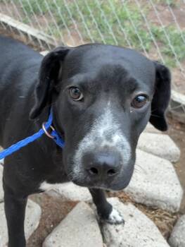 Carmillia -  Labrador Retriever and Australian Cattle Dog Blue Heeler Dog for Adoption in Conroe, Texas - Carmillia | PetCurious
