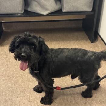 Hershey -  Maltese Dog for Adoption in Brentwood, Missouri - Hershey | PetCurious