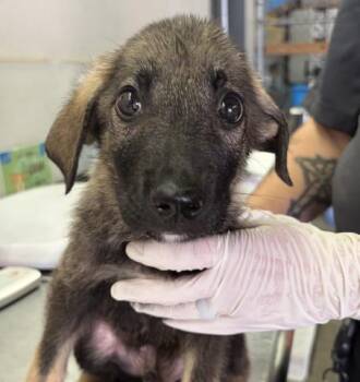 FRANKIE WIGGLES -  German Shepherd Dog and Mixed Breed Dog for Adoption in Pensacola, Florida - FRANKIE WIGGLES | PetCurious