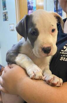Mixed Breed Dogs Available for Adoption in Ocala, Florida - Charlie | PetCurious
