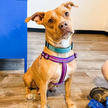 1139 (2026) Millie -  Mixed Breed Dog for Adoption in Parker, Colorado - 1139 (2026) Millie | PetCurious