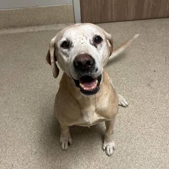 Goldstar -  Labrador Retriever and Mixed Breed Dog for Adoption in Bristol, Indiana - Goldstar | PetCurious