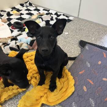 Spice -  Pit Bull Terrier and Mixed Breed Dog for Adoption in Kanab, Utah - Spice | PetCurious