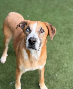Great Dane and Mixed Breed Dogs Available for Adoption - RUGER | PetCurious