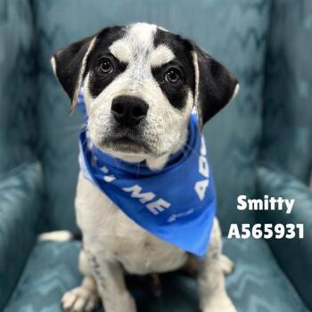 Pit Bull Terrier Dogs Available for Adoption - SMITTY | PetCurious