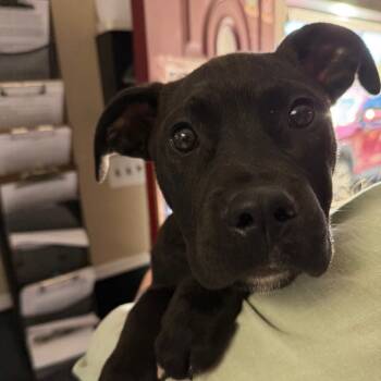 Rescue Black Labrador Retriever Dogs for Adoption in Savannah, Georgia - Thunder | PetCurious
