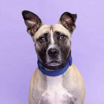 Kia -  Mixed Breed Dog for Adoption in Franklin, Tennessee - Kia | PetCurious