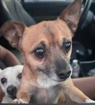 A048098 -  Chihuahua Dog for Adoption in Tracy, California - A048098 | PetCurious